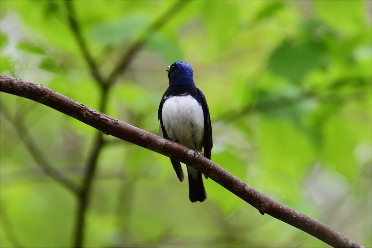 #オオルリ #野鳥 #探鳥 #野鳥撮影 #野鳥観察 #身近な野鳥 #野鳥のいる風景 #野鳥写真 #野鳥の魅力 #野鳥との出会い #季節の野鳥 #birdwatching
#Hokkaido