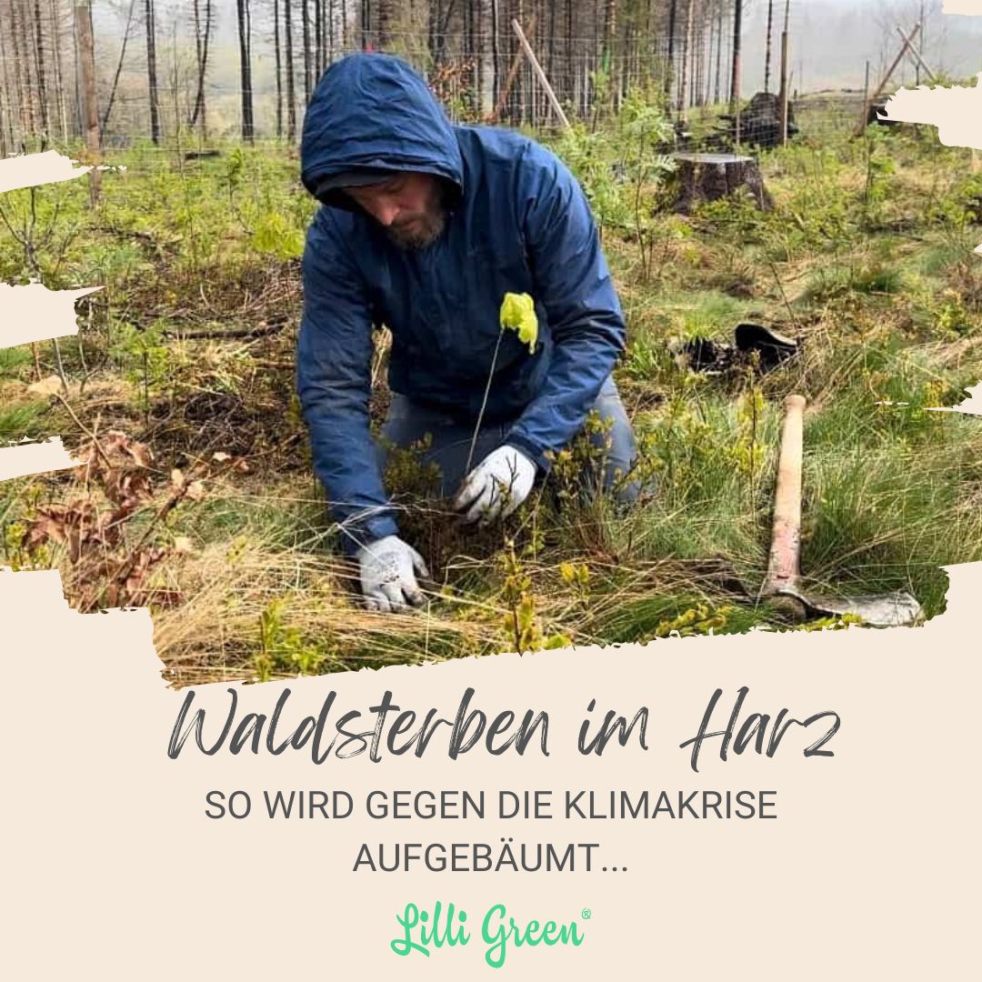 Das Harzer #Waldsterben ist ein alarmierendes Zeichen der #Klimakrise. Doch es gibt Hoffnung: das Bergwaldprojekt setzt sich für die naturnahe Wiederbewaldung ein, dieUmweltDruckerei unterstützt die Initiative: lilligreen.de/waldsterben-im…🌳@Umweltdrucker @bergwaldprojekt #Harz #Wald