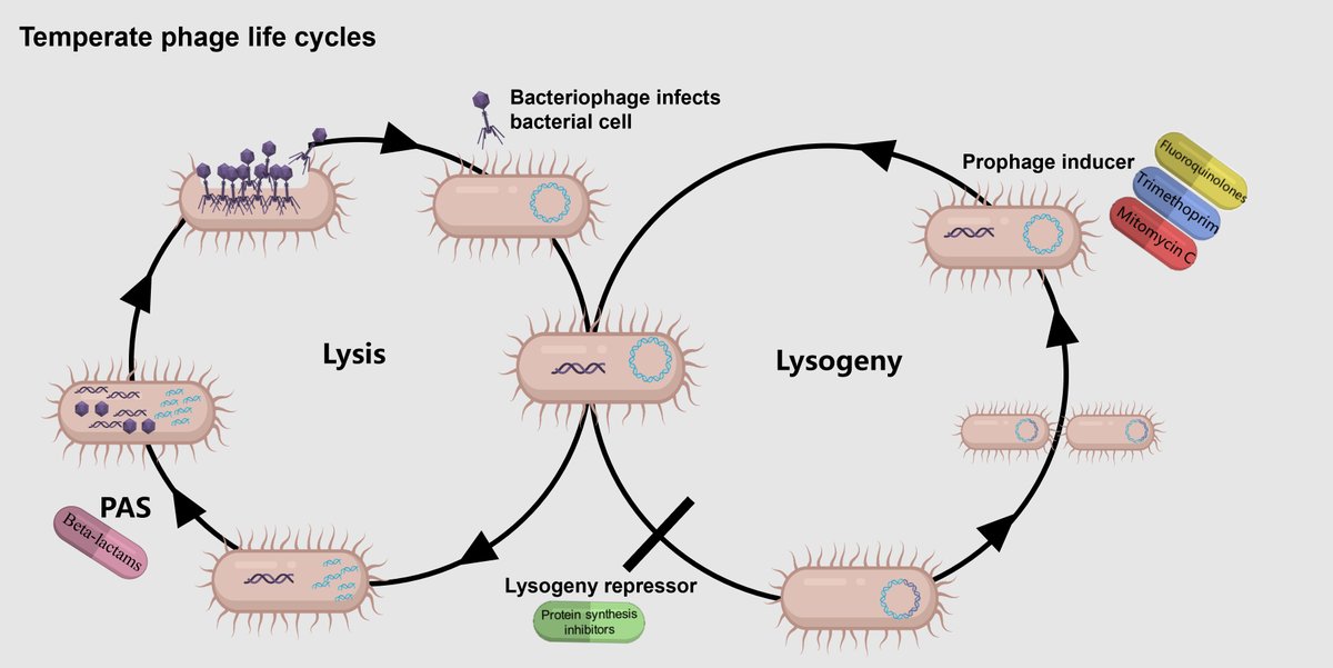 If you've induced phages, you may have wondered if you can do the 'opposite' - block entry into lysogeny. You can, using protein synthesis inhibitors! Better still, this yields a potent synergy, functionally turning a temperate phage into a virulent one. journals.asm.org/doi/10.1128/mb…