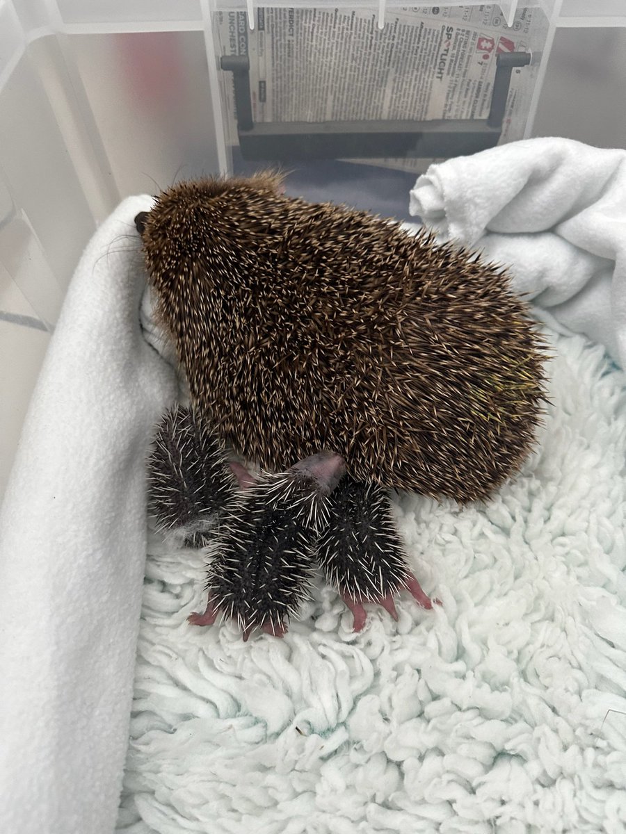 We have news! Precious Ava gave birth on 12/05. She’s been hands off since & we weren’t sure how many. Today, day 6, Ava & her 3 beautiful babies were unsettled, so we moved them from the bed (she gave birth in), into a nice clean bed. Special times at Prickle Lodge #hoglets