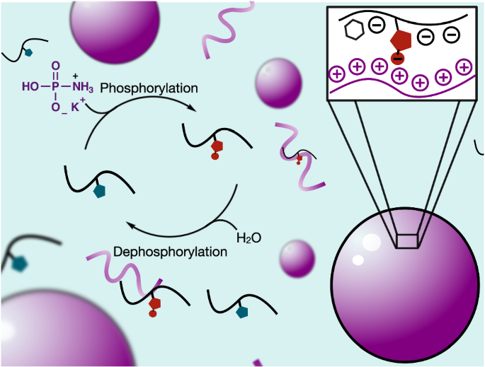 Active droplets through enzyme-free, dynamic phosphorylation nature.com/articles/s4146…