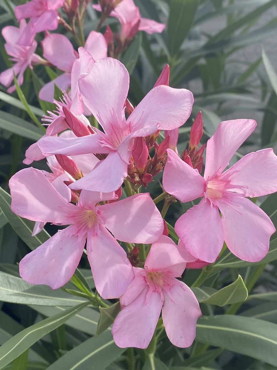 Happy #FlowersOnFriday from the oleanders, they’re pretty but be cautious. #flowers #gardening 🌸