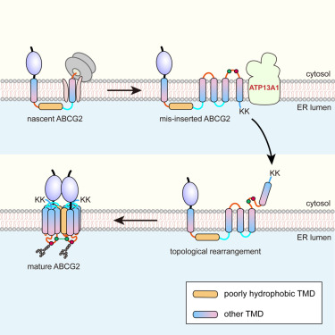 An ATP13A1-assisted topogenesis pathway for folding multi-spanning membrane proteins dlvr.it/T71dnN