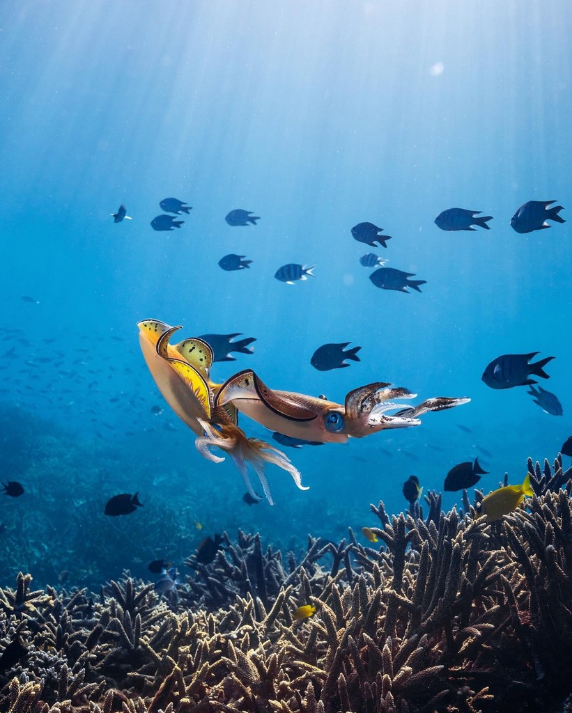 Nature. Is. Amazing. Did you know there are some 300 species of squid? They range in size from the southern pygmy squid at just a few centimeters long, to the colossal squid, which can reach lengths of up to 43 feet. Photos by @blaze_parsons on IG