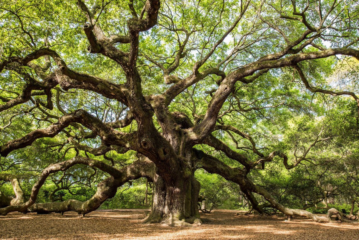 Photography is a great way to drama to any room from Charleston, South Carolina. #charleston #southcarolina #angeloak #artistsonTwitter #artmatters #aYearforArt  Click link for info and pricing  buff.ly/3UADK16