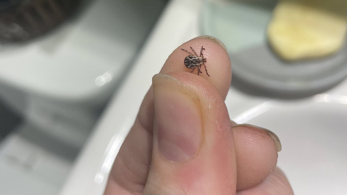 Another reason why mowed grass is best. After doing flower counts and measuring my #NoMowMay plots, I found this bugger biting my leg!! 😱 I have never had ticks in my yard before (but also note that this year is going to be a banner year for ticks) #Know2MowMay #PestControl