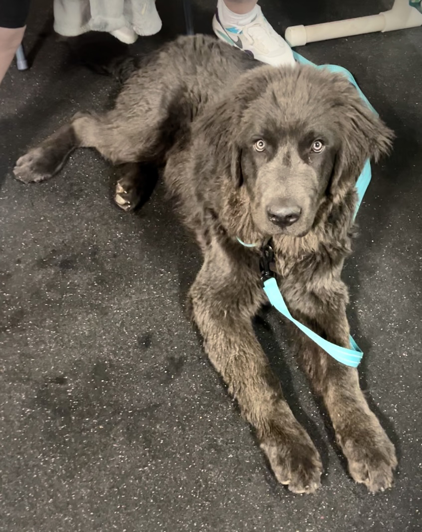 Congrats #EverydayEssentials grads! These teams learned about everyday cooperative care techniques and that giving their #dogs choice in #grooming and veterinary procedures can significantly reduce the stress and adverse experience.#GradPhotos  #VeterinaryVisit #LooseLeashWalking