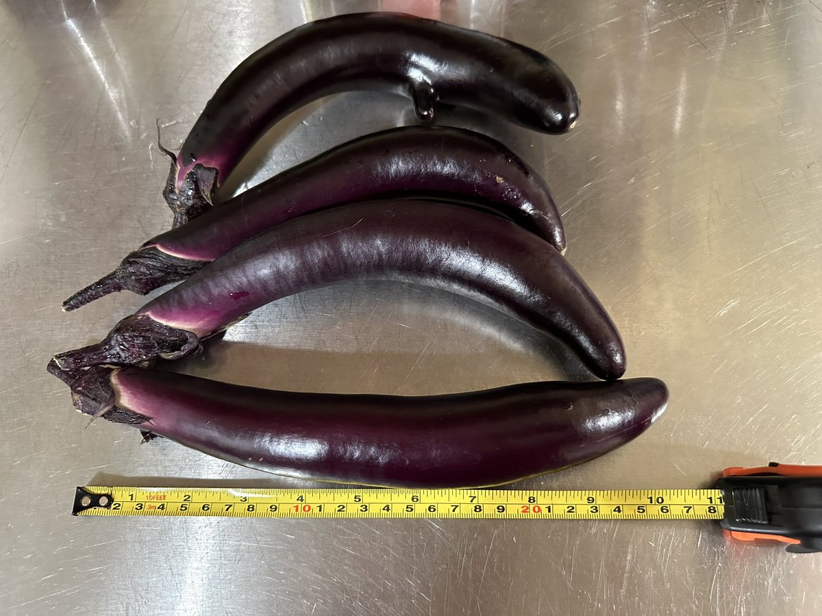 Picked these Japanese eggplants this morning. Cooking them in the Sichuan fish-fragrant dish this afternoon.