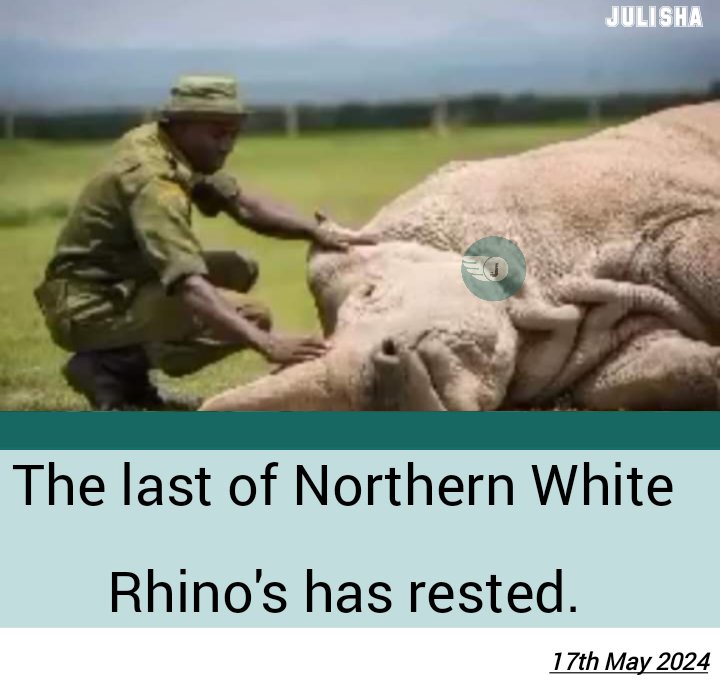 The white rhino 🦏 is officially extinct