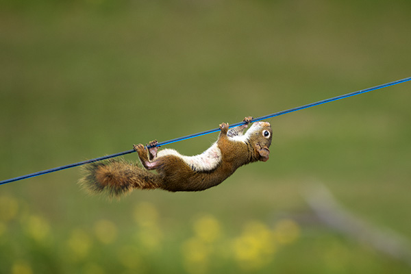 A Red Squirrel hanging on a wire. Get the photo here: fineartamerica.com/featured/hang-… #WildlifePhotography #NaturePhotography #fotografie #PhotographyIsArt #Photography #Nature #Natuur #AYearForArt #BuyIntoArt #Wildlife #Animals #GiveArt #Giftidea #Squirrels #Funny #Fotografia
