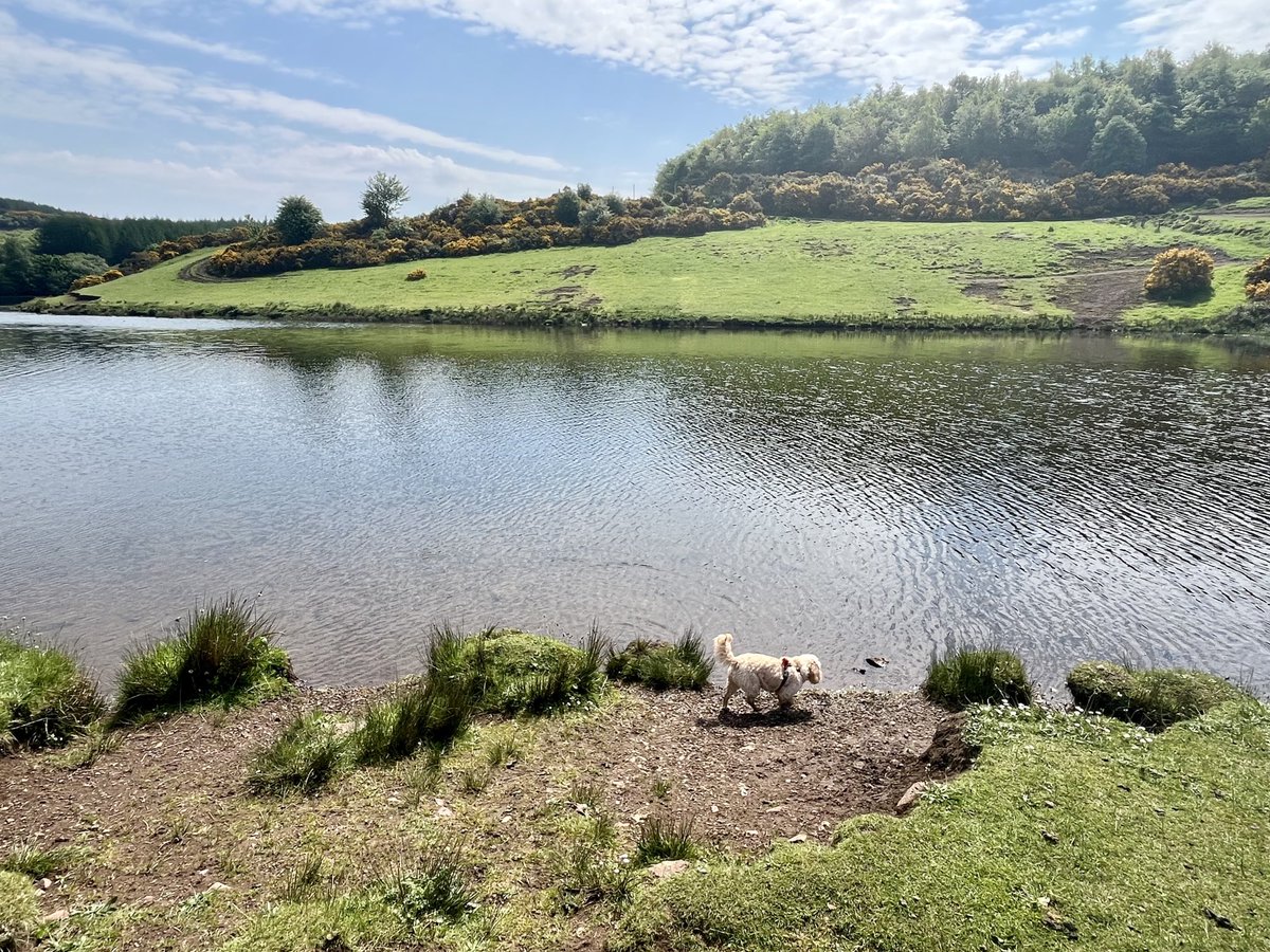 Lovely wander round Knapps Loch in Kilmacolm. ❤️