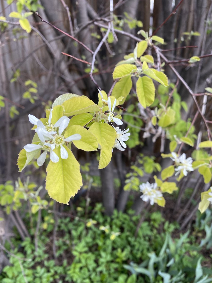 EltiePearce's tweet photo. Loving the signs of Spring in my yard! Glad the hail didn’t hit this part of the city!! https://t.co/GITCRk1iEr
