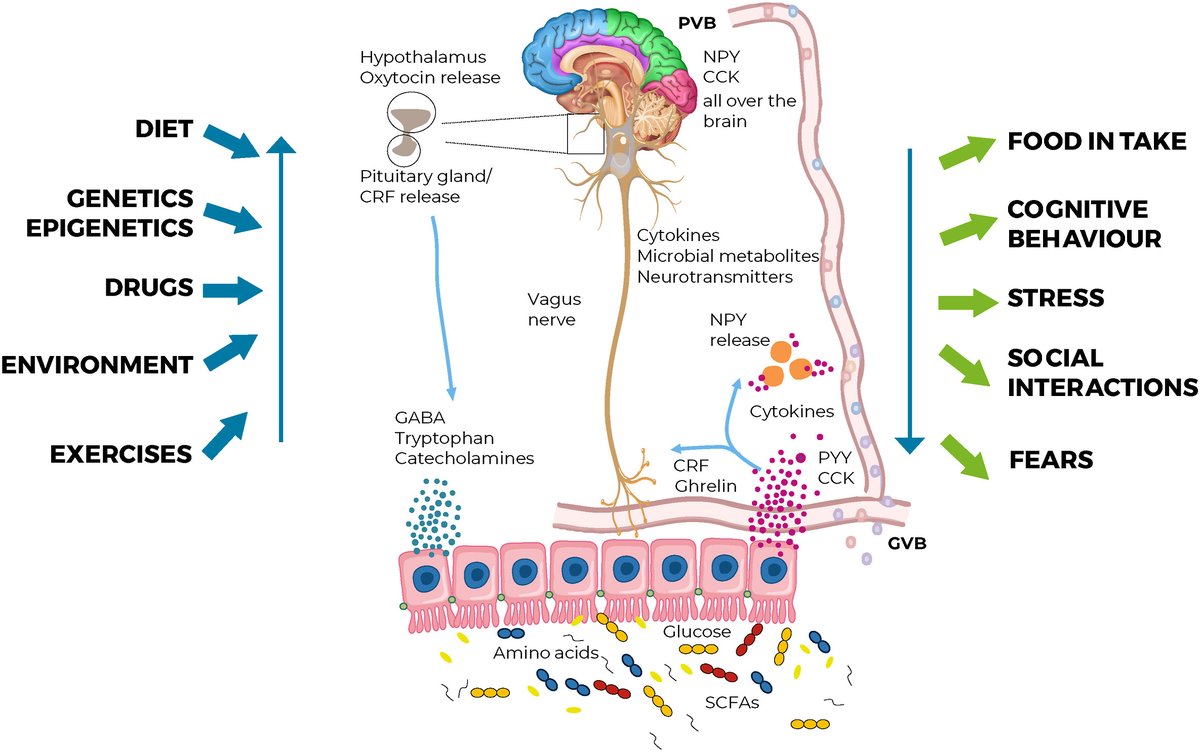 How gut #microbiota may impact ocular surface homeostasis and related disorders #Microbiota #Microbiome #Dysbiosis #Dryeyedisease #OcularSurfaceDisease #Tearfilm #Cornea Read the study published Progress in Retinal and Eye Research #PRER 🔽 sciencedirect.com/science/articl…