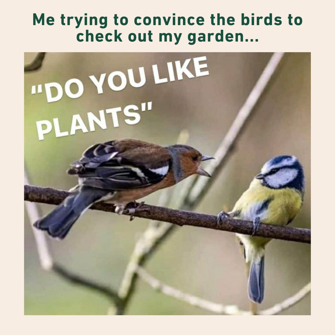 Trust and believe the birds will be judging which plants they find in your garden this summer! @BirdsCanada is here to help make your garden a bird-friendly one with its plant selector search tool: birdgardens.ca #GardeningTips #BirdSanctuary
