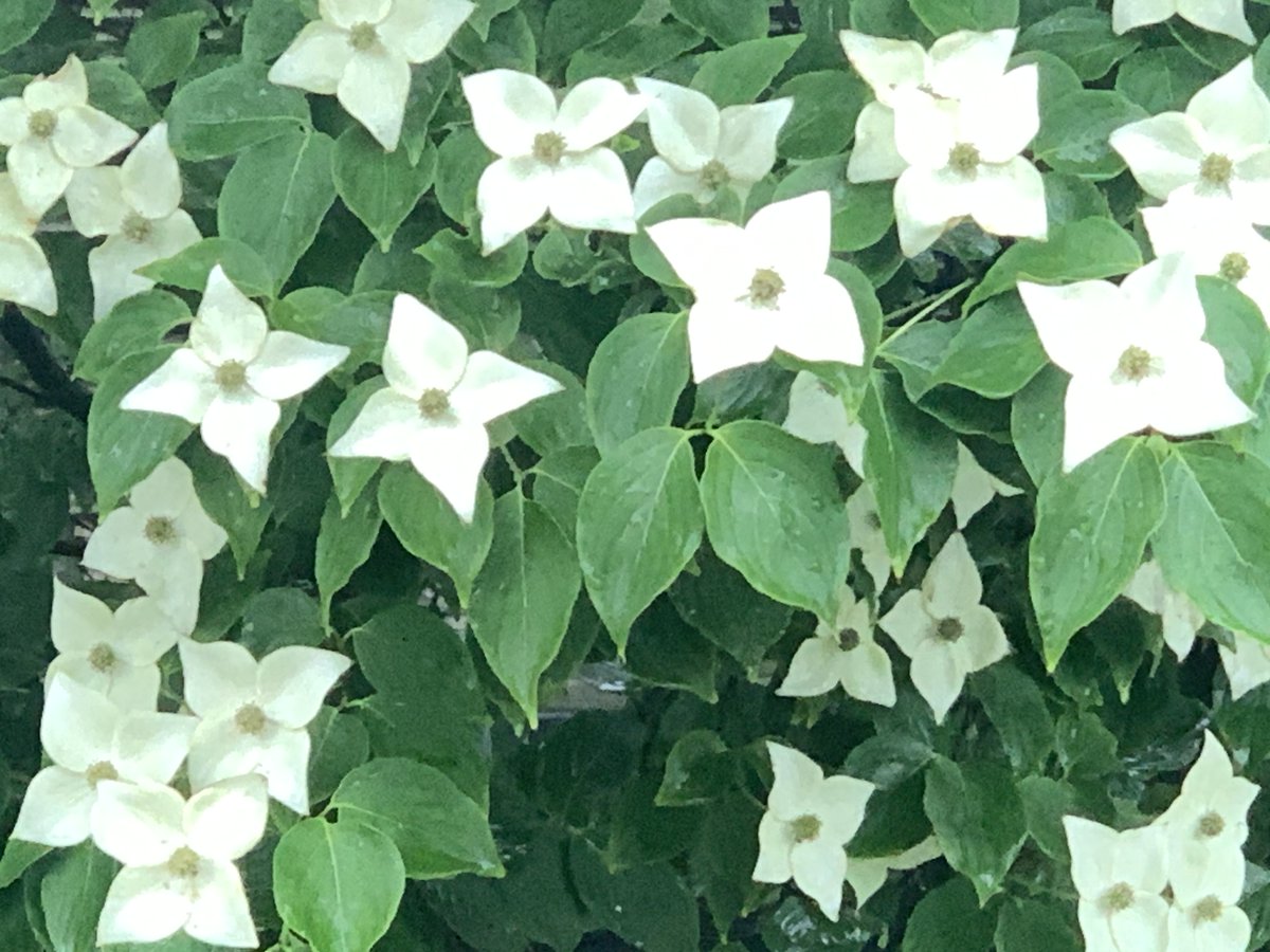 #GoodMorning on this cloudy day! ☁️🌧️ These little uniquely shaped flowers were a cheerful sight on a tree next to the rec center this morning! #FlowersOnFriday