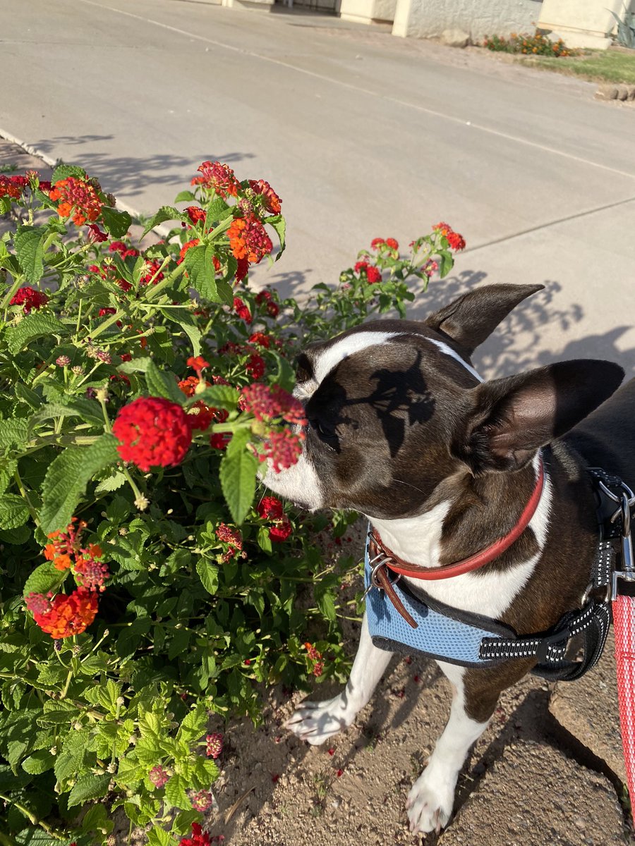 It’s Friday! Get out and smell those flowers friends! #Dogsofx #Fridayvibes #flowersmakemehappy 🌺