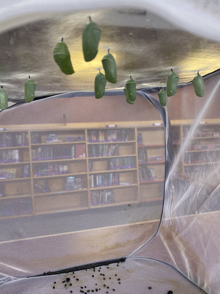 The library courtyard has a big crop of #milkweed this year, so we have #monarchbutterfly chrysalises in the library! Kids have been awed by thw caterpillars eating and eating and growing and pooping (Eric Carle left that part out of his book.) Now, we wait for butterflies!