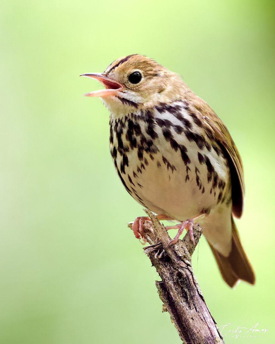 An Ovenbird doing its best impression of a Prothonotary Warbler song. . ko-fi.com/corbyamos . linktr.ee/corbyamos . #birdphotography #birdwatching #BirdTwitter #twitterbirds #birdpics #BirdsofTwitter