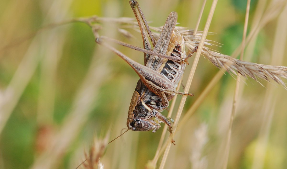 Rund ein Drittel der Heuschrecken- und Fangschreckenarten Deutschlands gilt als bestandsgefährdet. Das zeigt die neue Rote Liste #BfN @RoteListe_RLZ #Heuschrecken #Fangschrecken #Beißschrecke #RoteListe #Naturschutz Aktuelle Infos: bfn.de/pressemitteilu…