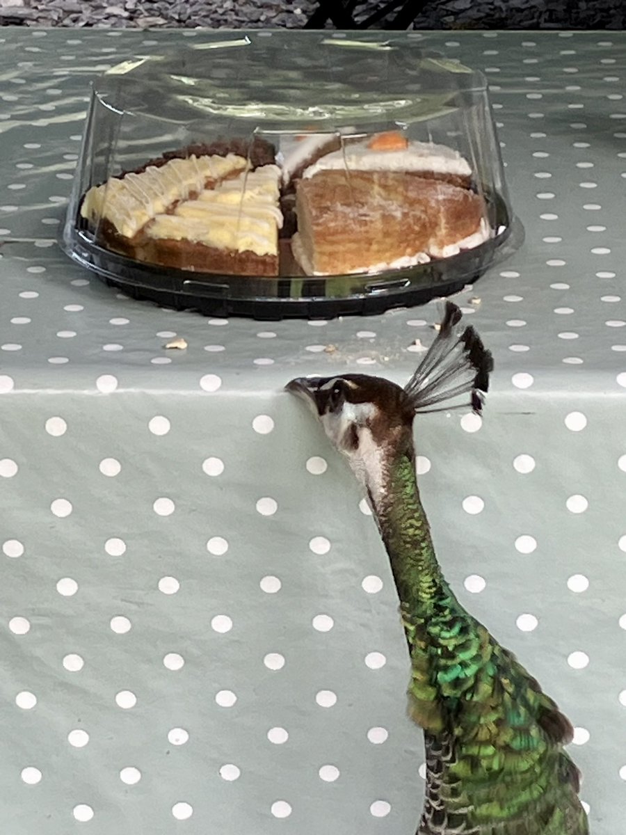 Oh no…Daphne’s spotted the cakes!