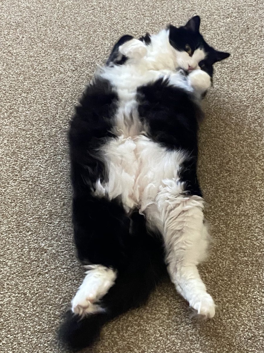 🐾Hi Everypawdy! Checkout my belly full of 😻 fluffy fur for #JellyBellyFriday! Also, it’s #FriYay! Let your fur or hair down & have some 🤩.🐾 ❤️😘🤗 to all! 🖤🤍~Sally #CatsOfTwitter #CatsOfX #TuxedoCats #CatsAreFamily #AdoptedCats