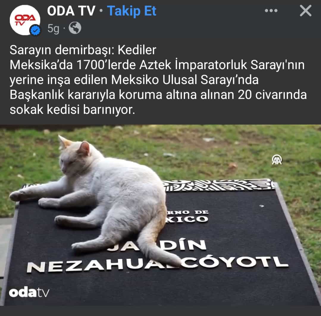 'Sokakhhhda hayvan yok yabancı memleketlerdeeeeğğ' diyen cahil cühela z.lere gelsin...