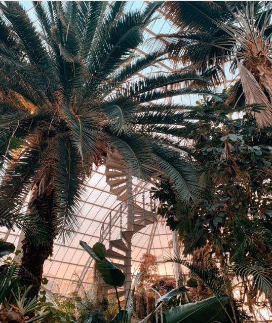 Step back in time to 1896 when Henry Yates Thompson's generous gift launched Liverpool's beloved winter garden @The_Palmhouse bringing nature's masterpieces from across the globe to our doorstep - a must see! 🌴 👉 palmhouse.org.uk 📸 emily.goes.to.merseywood