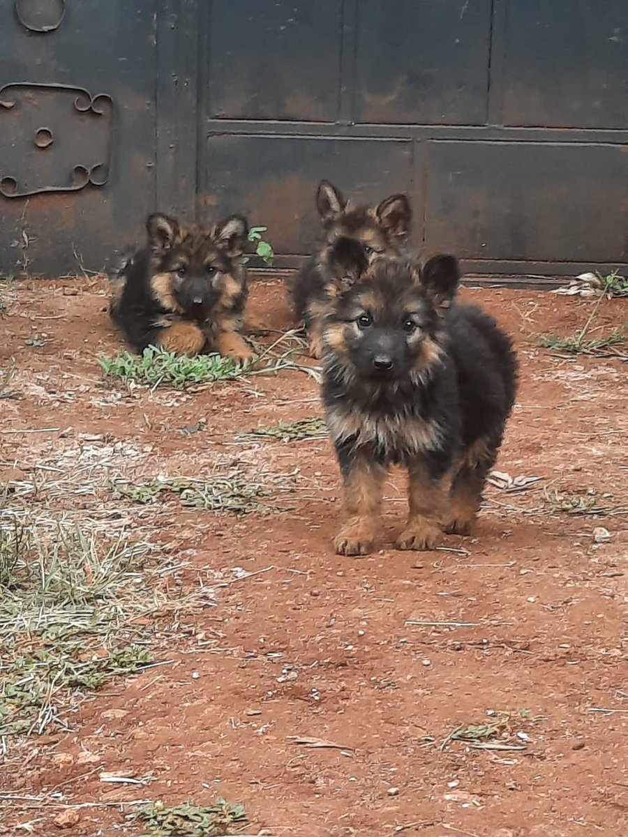 2 female GSD puppies available for adoption Pickup in Nairobi