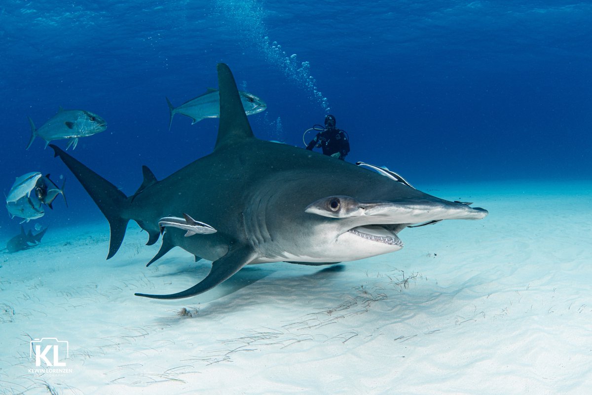 Cristina Zenato (@cristinazenato) on Twitter photo 10 day 10 questions about sharks.
Which questions do you have?
The challenge is going to reply without using a🧵
Picture of Queen, Great Hammerhead shark, Bimini, The Bahamas by Kewin Lorenzen 10 day 10 questions about sharks.
Which questions do you have?
The challenge is going to reply without using a🧵
Picture of Queen, Great Hammerhead shark, Bimini, The Bahamas by Kewin Lorenzen