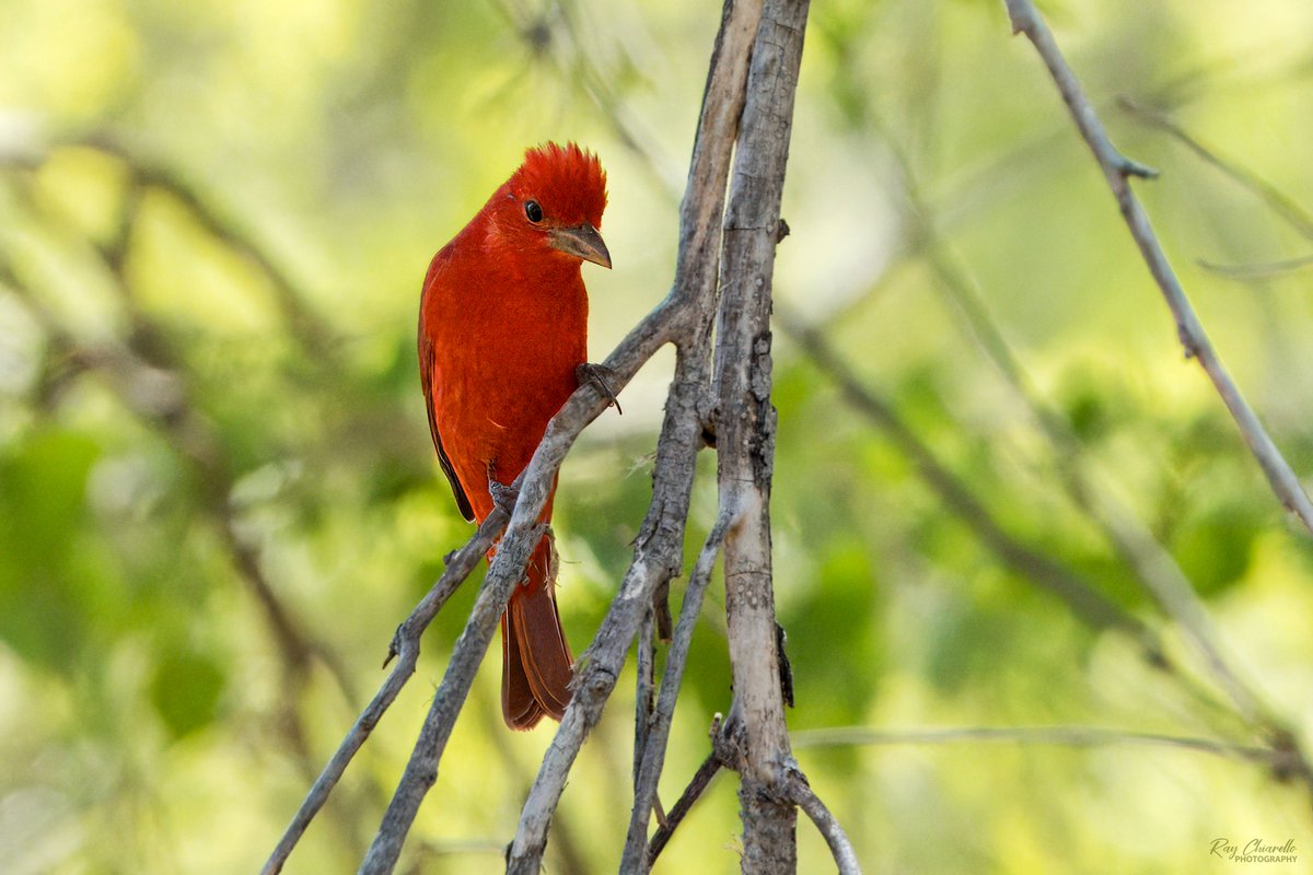 Summer Tanager seen last month in Patagonia, Arizona. #BirdsSeenIn2024 #Birds #Birdwatching #MyBirdPic #BirdsOfTwitter #Nature #Arizona