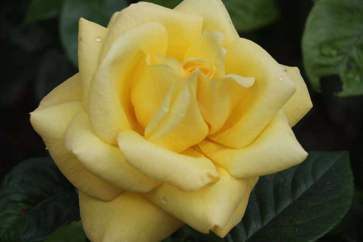 Head into the Rose Garden and you will see some of the first roses in bloom. You will have to wait until next month though to see the Rose Garden in its prime! 🌹 #HeverCastle #Roses #Kent