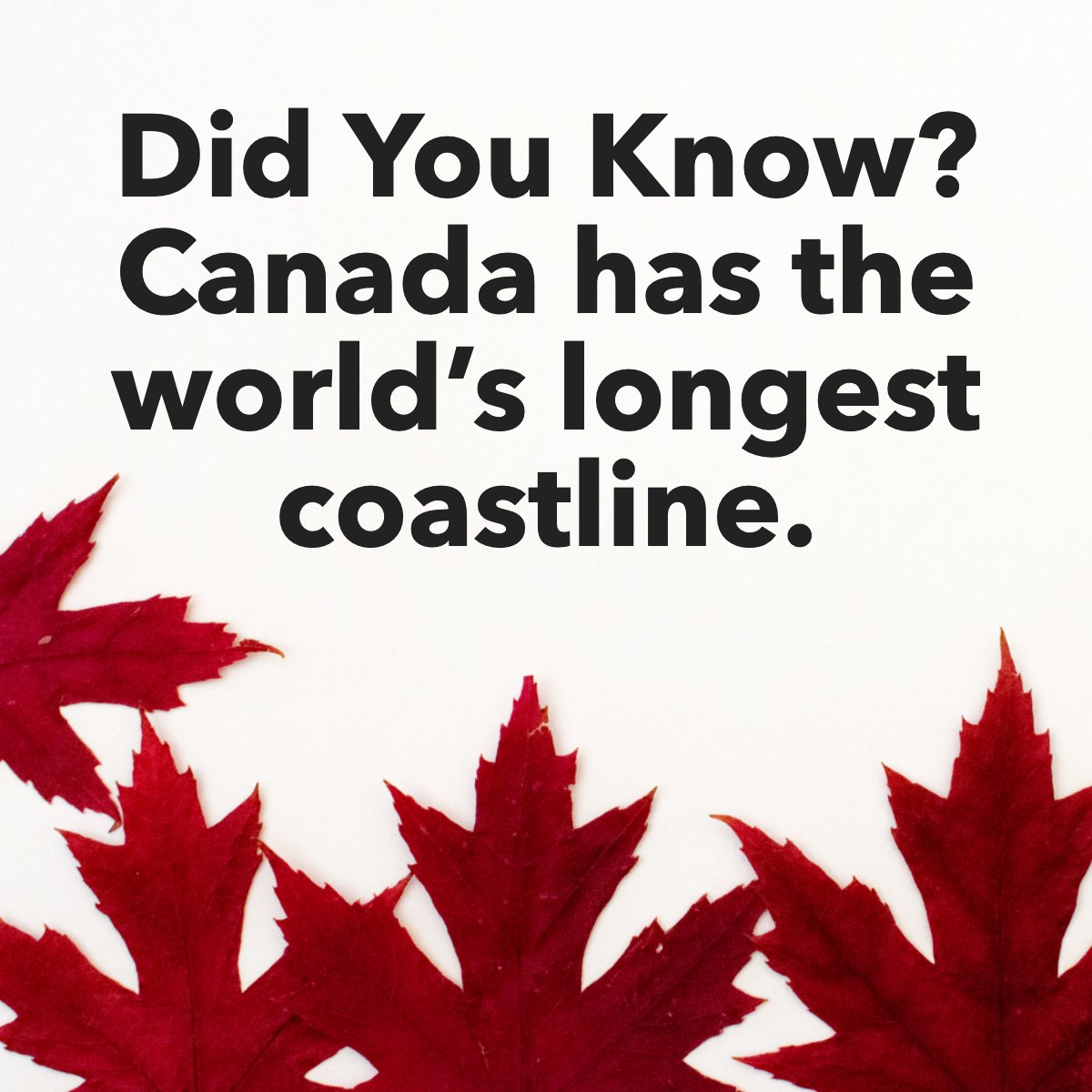Canada's coastline is the world's longest, measuring 243,042 km (including the mainland coast and the coasts of offshore islands). 🇨🇦 🍁

#didyouknow #canada #fact #largestcoastline #maple
 #FarmandHouseChik #realtor #sellinghomes #buyingahome #NoVaRealEstate