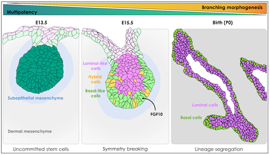 Combined single-cell sequencing and ex vivo imaging reveals the earliest cell fate markers and mesenchymal cues instructing mouse embryonic mammary branching Silvia Fre @slvfre Bethan Lloyd-Lewis @BethLloydLewis and coworkers embopress.org/doi/full/10.10…