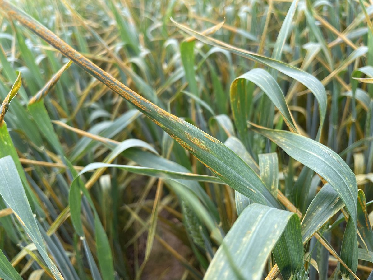 Martin Chilvers (@martinchilvers1) on Twitter photo Stripe rust has now been confirmed in several counties across Michigan. Scout fields! If fields are still at flag leaf a fungicide may be warranted, if coming into flowering a fungicide for head scab will help protect the flag leaf wheat.agpestmonitor.org/stripe-rust/
cropprotectionnetwork.org/publications/f… Stripe rust has now been confirmed in several counties across Michigan. Scout fields! If fields are still at flag leaf a fungicide may be warranted, if coming into flowering a fungicide for head scab will help protect the flag leaf wheat.agpestmonitor.org/stripe-rust/
cropprotectionnetwork.org/publications/f…