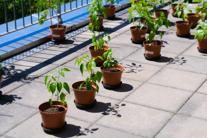A few days ago, I officially brought my garden outside :) Who's making a garden this year? I want to<a href="/tag/update"class="tags"><span>#update</span></a><a href="/tag/urbangardening"class="tags"><span>#urbangardening</span></a>