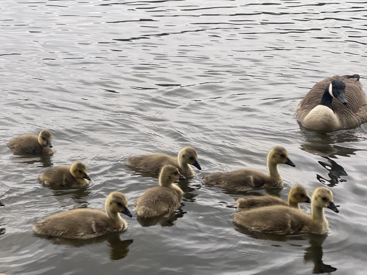 Agelessjbc's tweet photo. After gracefully diving in off the pontoon , i can honestly say  they are so much more graceful than we are 😂❤️🏊‍♀️🏊‍♀️🏊‍♀️ https://t.co/kmh67owzvJ