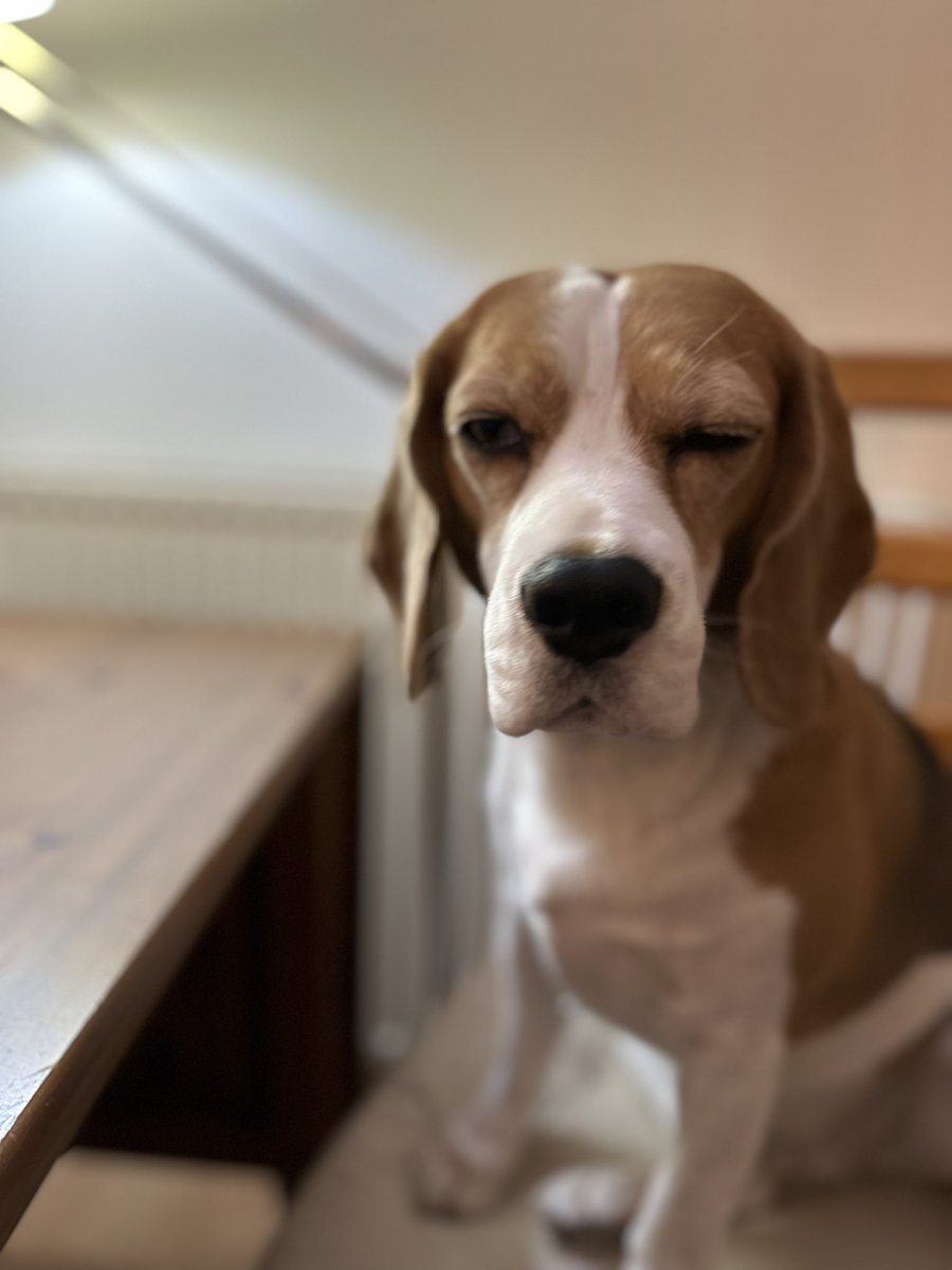 Not very good at winking … working on it… Happy weekend frens! #beaglelife