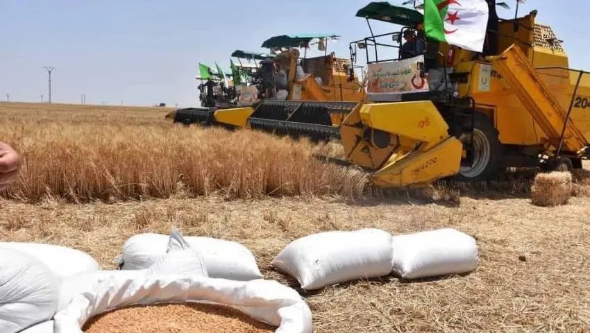 AGRICULTURE |

L’Algérie sera bientôt le 2e producteur du blé en Afrique du Nord.

En Algérie, la production de blé devrait augmenter de 11 % pour atteindre 3 millions de tonnes au terme de la campagne de 2024/2025 & ce en seulement quelques mois !

On fera mieux d’ici quelques