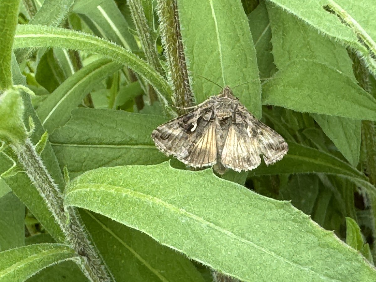 First time I’ve ever had 3 day flying moths in the garden at the same time Mother Shipton, Latticed Heath and a Silver Y