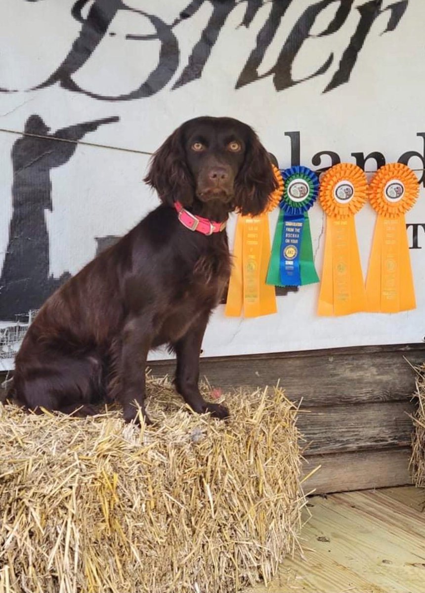The dogs of CFU have taken over our socials for the next few Fridays! Meet Captain Forty Bear ("Bear") and Pure Sweet Honey ("Honey Bunny"). Bear and Honey are Boykin Spaniels and half-sisters. They both love to snuggle in bed and people watch on the front porch. #dogsofcfu