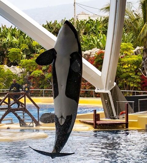 “Orca – Black &amp; White Gold,” a documentary about the orca trade, will screen at the Cannes Film Festival, May 20. It will be followed by a Q&amp;A session with Muriel Arnal, President of DFE member organisation One Voice.
 
Trailer can be found at youtube.com/watch?v=XSqHzT…