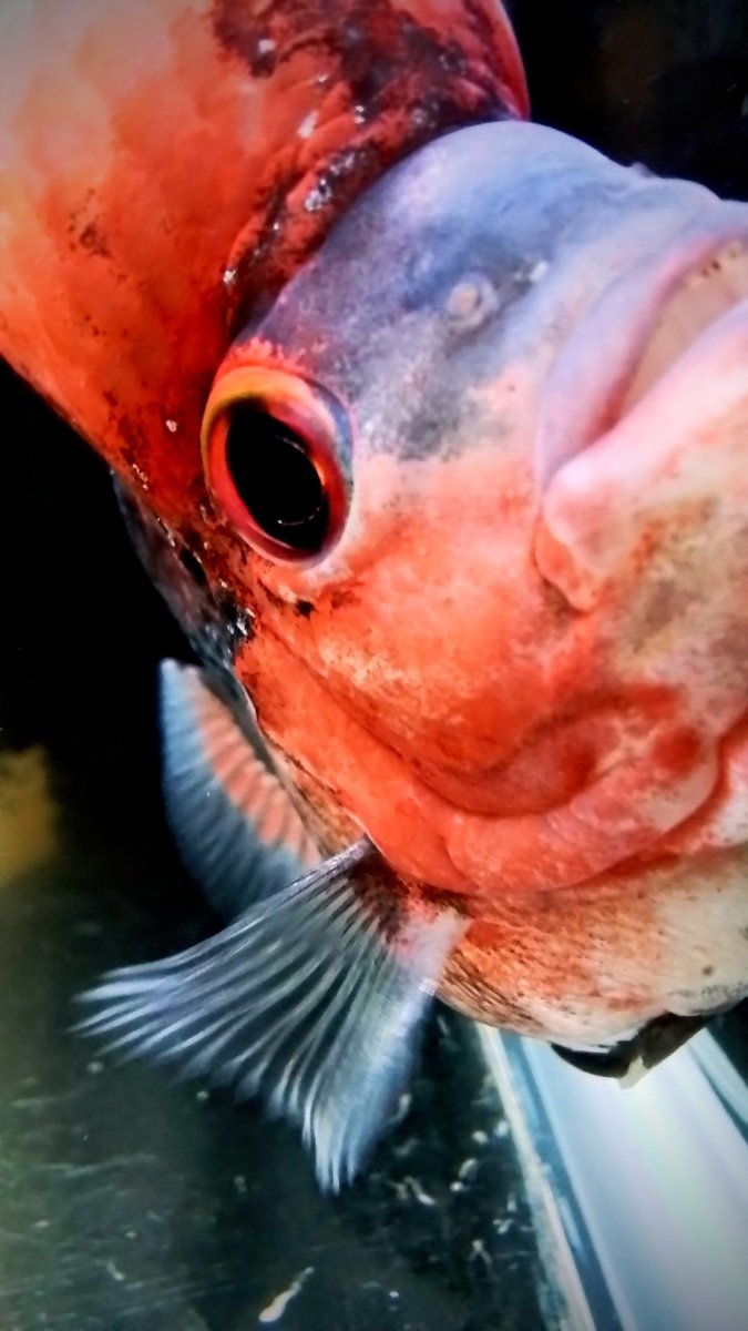 MissysFishRoom's tweet photo. Baby Demon is her name. My flowerhorn https://t.co/YaYcSEWaCn