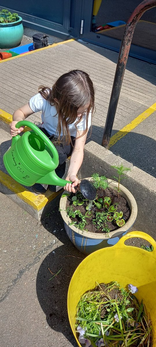 Thank you so much to the kind gardener who donated the beautiful plants to our school! P3 have planted them up and the front of our school is looking amazing again! #greenfingers #outdoorlearning