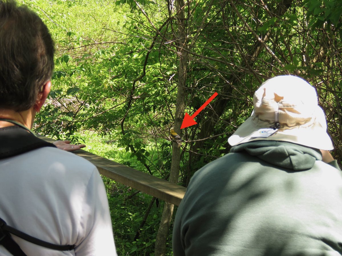 TheIneptBirder's tweet photo. The #BiggestWeek festival in NW Ohio earns its name. We went a couple days after, and it was still hopping. In one key spot (Magee Marsh boardwalk), the birds hang out with the humans up close. Here’s just one of many social Prothonotary Warblers. https://t.co/QK2THPGEQd