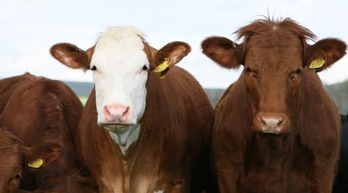 Ein Tiertransporter kamen am heutigen Freitag (17.5.2024) in Valley (Landkreis Miesbach) von der Fahrbahn ab. An Bord 20 Kühe. Verletzt wurden weder Mensch noch Tier: innpuls.me/tiertransporte…