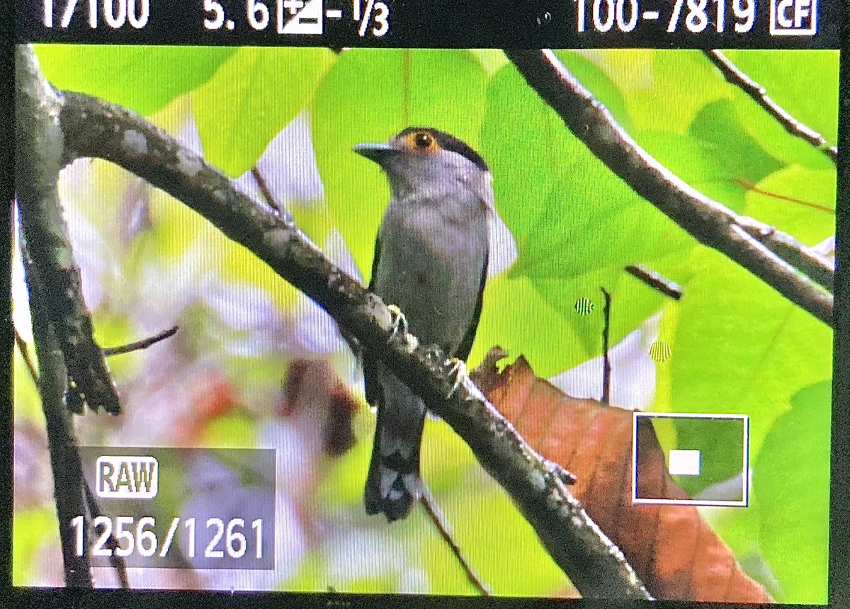 Grey-lored Broadbill, Dehing Patkai NP, May 2024. Split since my last visit, this smart bird was one of the few target species in the sweaty lowland forests close to Digboi #BirdsSeenIn2024