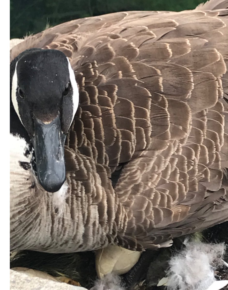 Yves Poirier tweet media