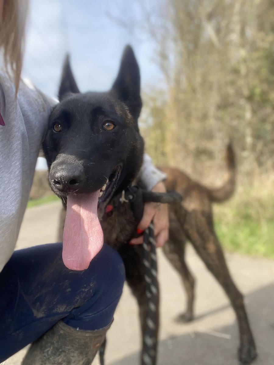 Ben is 2yrs old and he is a playful friendly lad who was seized for his own safety, Ben can live with older kids and has played well with other large breed #dogs at the #Essex kennels but isn't keen on small one #germanshepherd gsrelite.co.uk/ben-12/