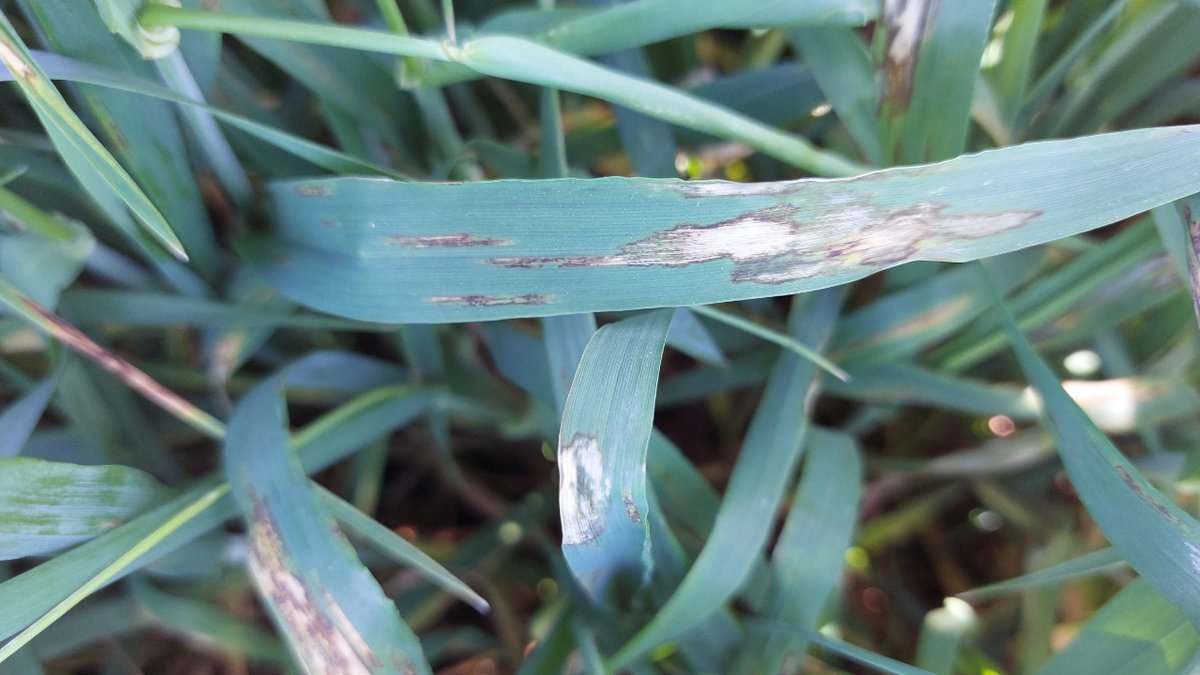 ❓Can you identify these common barley diseases? 👀Rincosporiosis - thick spot with a light centre & dark border 👀Helminthosporiosis - distinctive, elongated dark spots on the leaf Thanks to our colleague Narcisco Ramirez for sharing this useful image from Spain.  #PhotoFriday