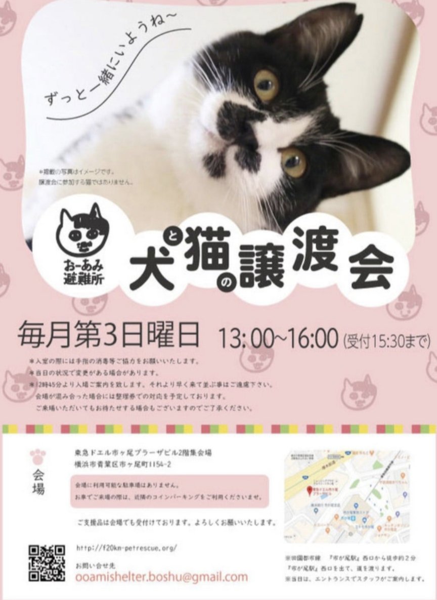 今週末は市が尾にて譲渡会です❣️ 5/19(日)13:00-16:00(受付15:30まで) 東急ドエル市ヶ尾プラーザビル２階集会場 たくさんの犬猫たちが皆様のお越しをお待ちしています♬ チャリティーグッズの販売もありますのでぜひお越しください🐱 #おーあみ避難所 #譲渡会 #保護犬 #保護猫 #里親募集中 #横浜市